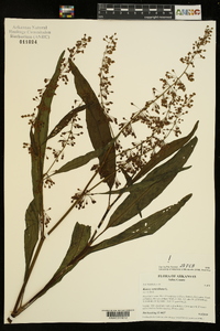 Rumex verticillatus image