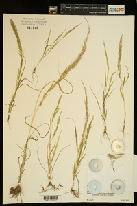 Eragrostis japonica image