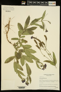 Verbena rigida image