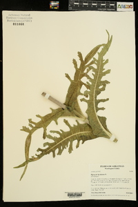 Dipsacus laciniatus image