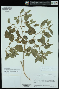 Physalis macrosperma image