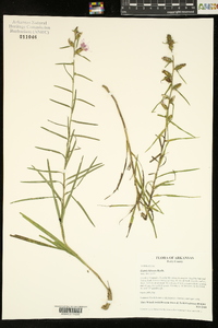 Liatris hirsuta image