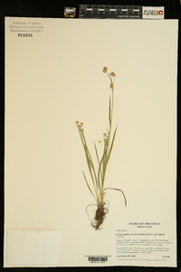 Luzula bulbosa image