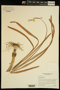 Leucojum aestivum image