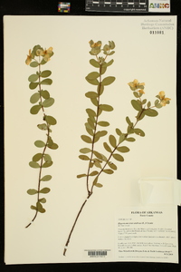 Hypericum crux-andreae image