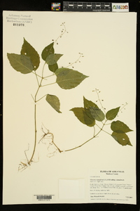 Circaea canadensis image