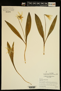 Erythronium albidum image