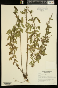 Lespedeza violacea image