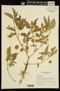 Physalis angulata image