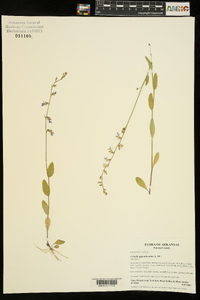 Lobelia appendiculata image