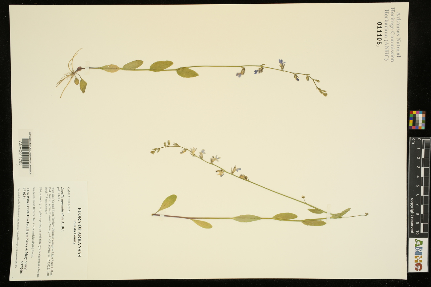 Lobelia appendiculata image