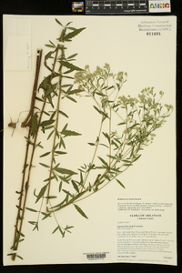 Eupatorium mohrii image