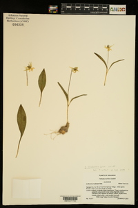 Erythronium mesochoreum image