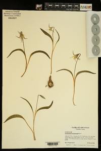 Erythronium mesochoreum image