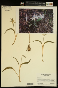 Erythronium mesochoreum image