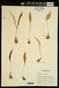 Erythronium mesochoreum image