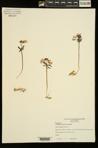 Cardamine angustata image