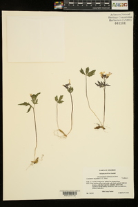 Cardamine angustata image