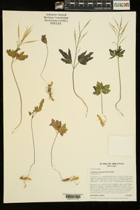 Cardamine angustata image