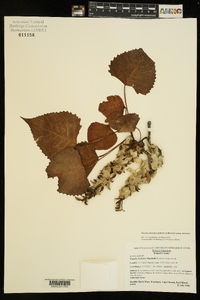 Populus deltoides subsp. deltoides image