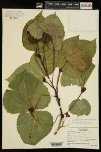 Populus deltoides subsp. deltoides image