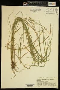 Carex albolutescens image