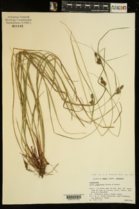 Carex complanata image