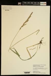 Calamagrostis porteri subsp. insperata image