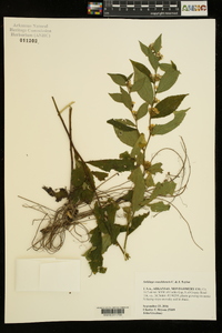 Solidago ouachitensis image