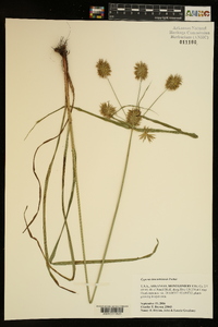 Cyperus lancastriensis image