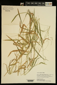 Leersia virginica image