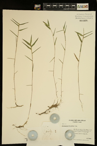 Gymnopogon brevifolius image