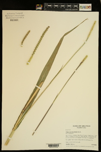 Tripsacum dactyloides image