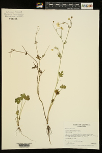 Ranunculus sardous image