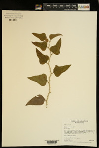 Smilax bona-nox image