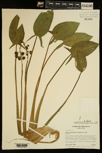 Sagittaria platyphylla image