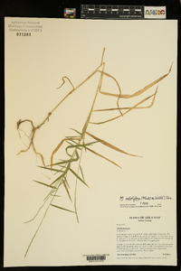 Muhlenbergia sobolifera image