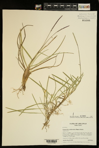 Eremochloa ophiuroides image