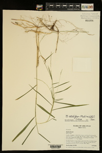 Muhlenbergia sobolifera image