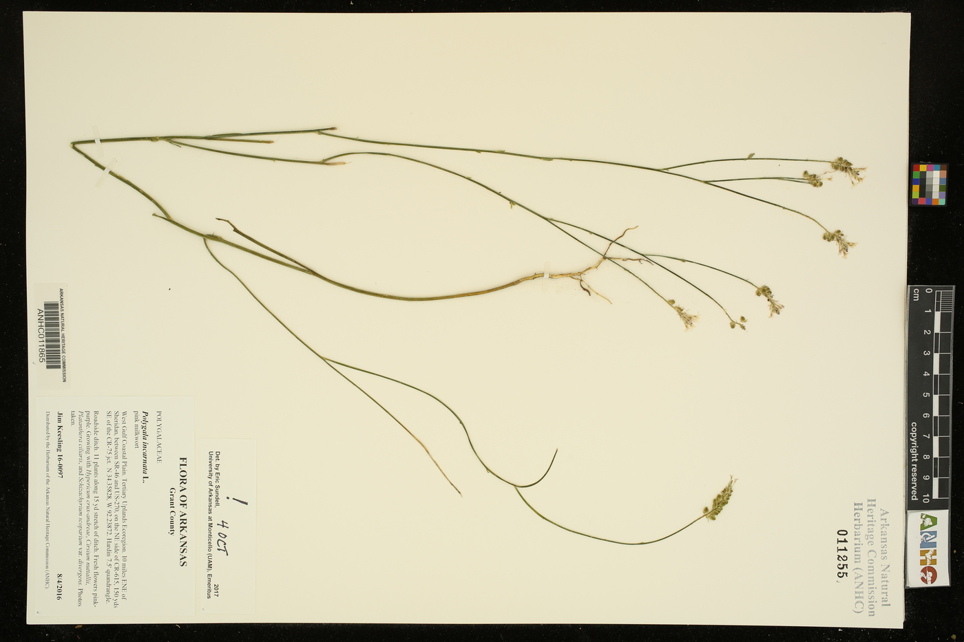 Polygala incarnata image