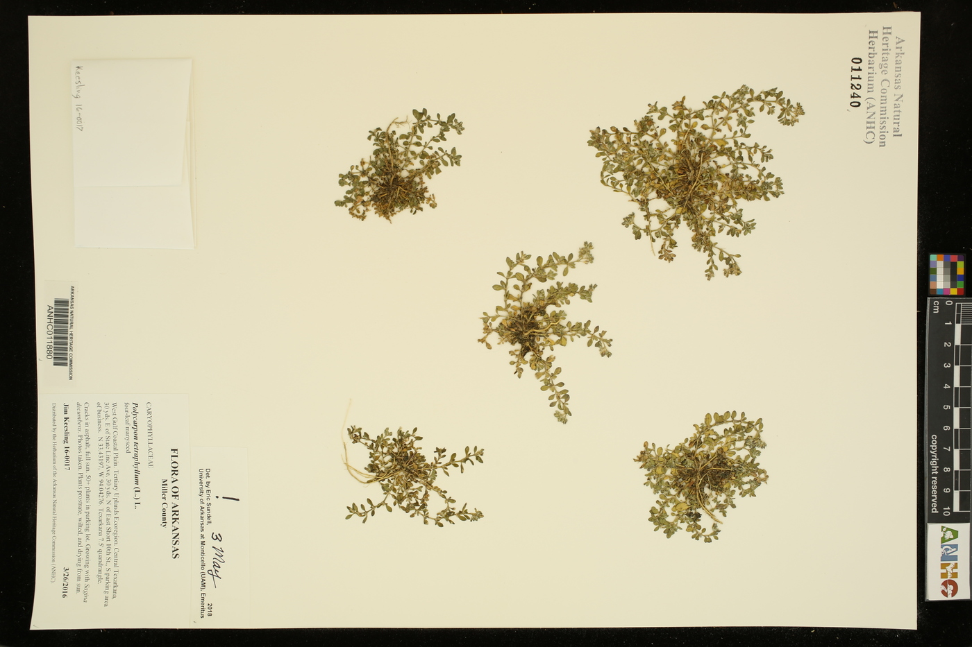 Polycarpon tetraphyllum image