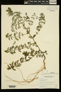 Chamaesyce hyssopifolia image