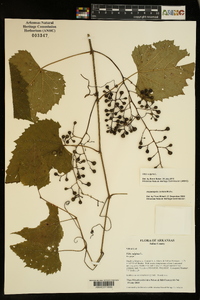 Vitis vulpina image