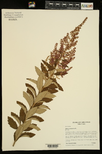 Spiraea tomentosa image