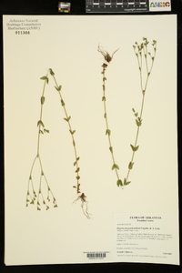 Hypericum gymnanthum image