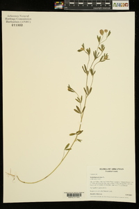 Trifolium arvense image