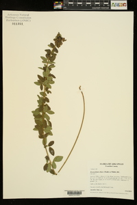 Desmodium ciliare image