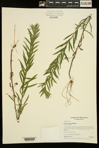 Solidago tortifolia image