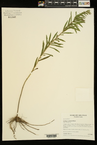 Solidago tortifolia image