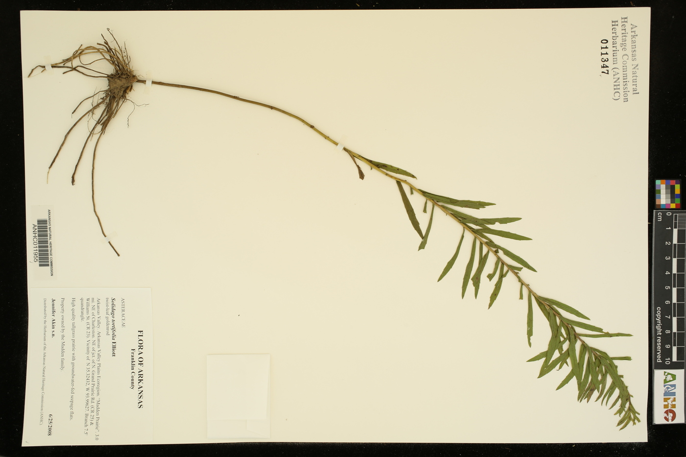 Solidago tortifolia image